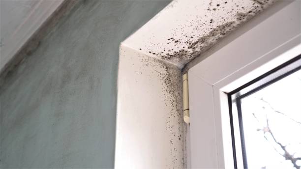 Environmental Consulting for Mold Prevention in West Fargo, ND