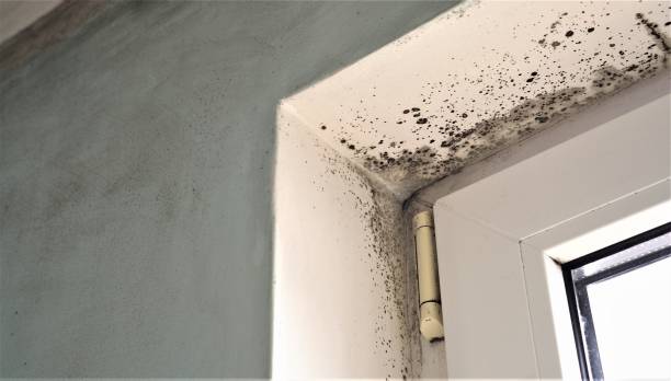 Best Air Quality Testing for Mold Spores  in West Fargo, ND